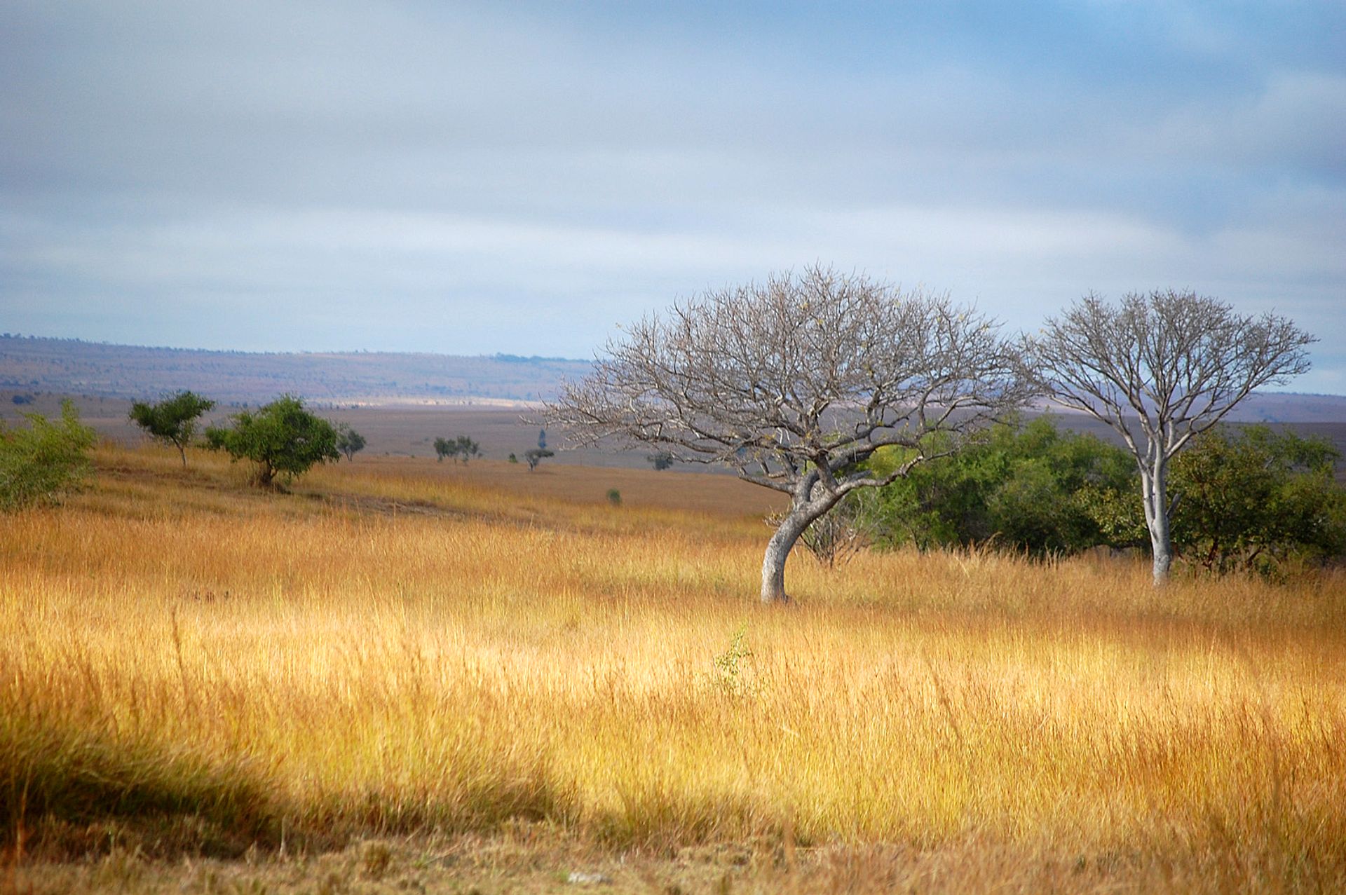 Golden savannah with trees